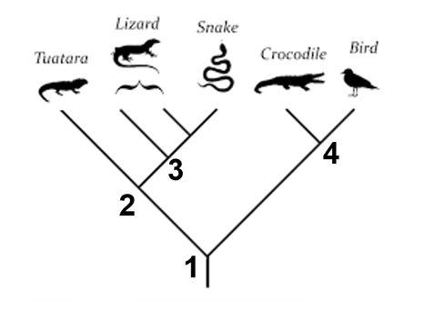 <p>Which node is the most common ancestor for all lizards and snakes? </p>
