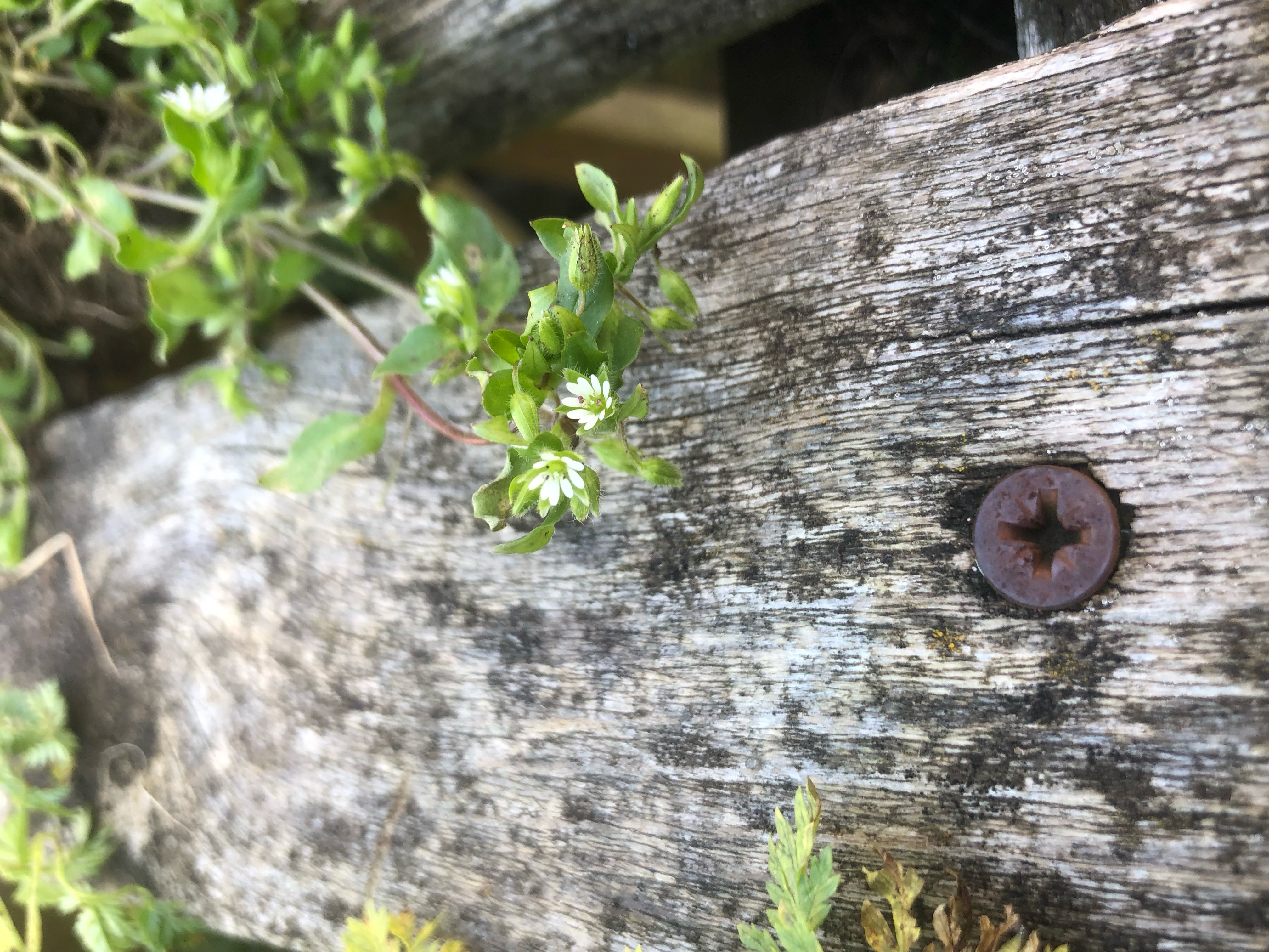 <p>Chickweed Latin name</p>