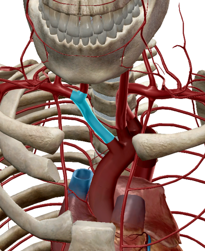 <p>makes up the right common carotid artery and the right subclavian artery</p>