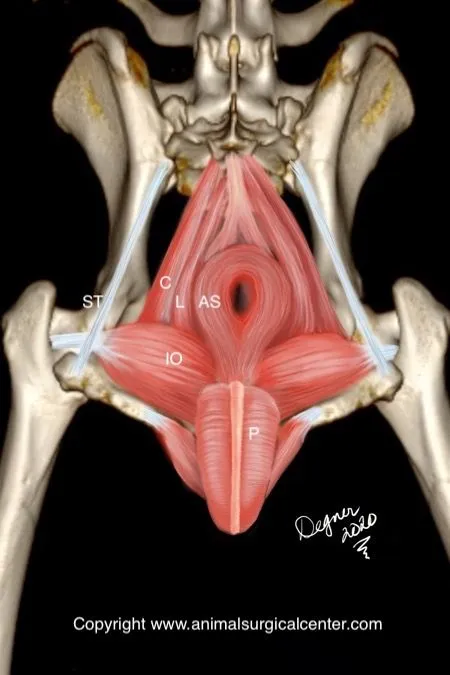 <p>perineal</p>
