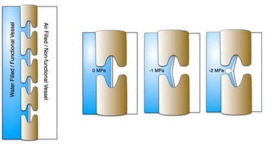 <p>Embolism or cavitation?</p>