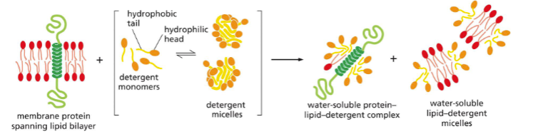 <p>Formed by amphiphilic molecules</p><p>They interact with proteins’ hydrophobic membrane spanning portion, FORMING PROTEIN-DETERGENT COMPLEXES </p>
