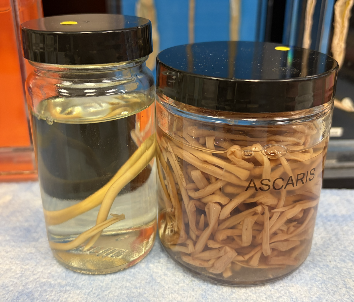 <p>What phylum are these in? Where do they live?</p>