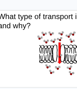 term image
