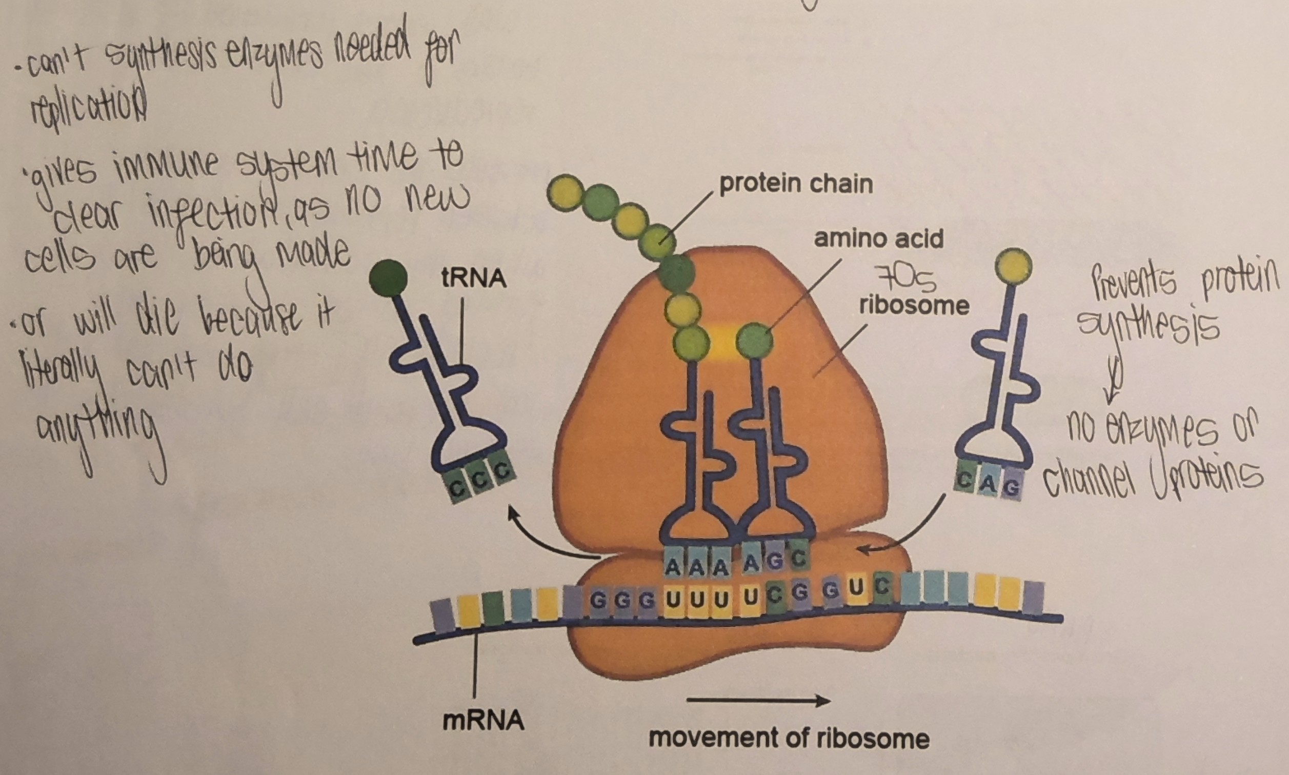 <ul><li><p>Binds to 70S bacterial ribosomes, blocks the attachment of tRNA &amp; stops protein synthesis</p></li><li><p>This stops further growth &amp; cell division, but doesn’t kill the bacterium </p></li></ul><p></p>