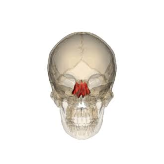 <p>forms roof of nasal cavity and part of the medial orbit walls</p>