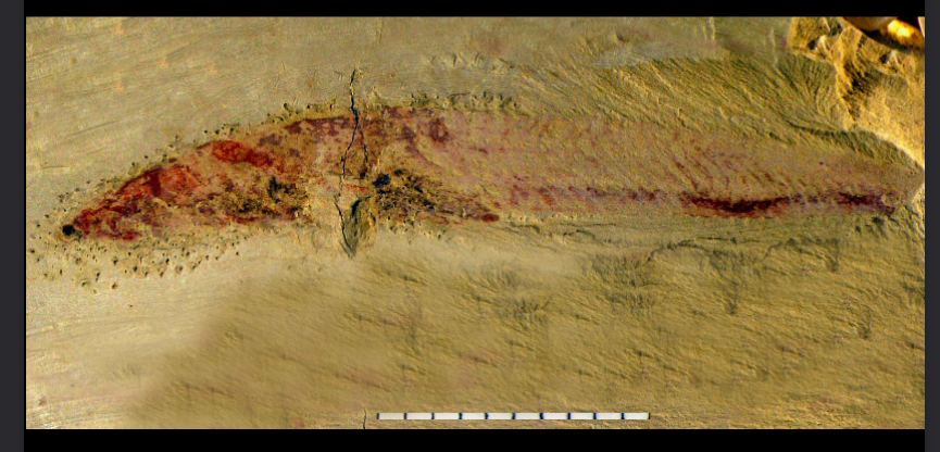 <ul><li><p>earliest vertebrate</p></li><li><p>lower cambrian</p></li></ul><p></p>