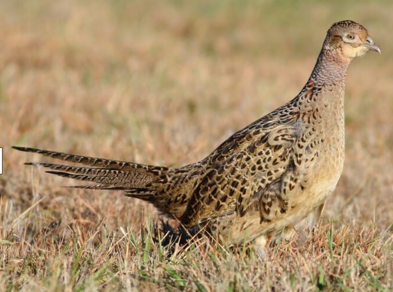 <p>Ring-necked Pheasant</p>