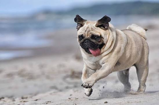 <p>Companion Dog</p>