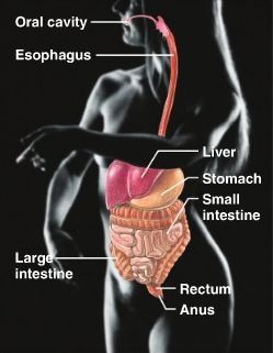<p>Digestive System</p>
