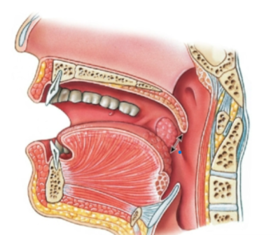 knowt flashcard image