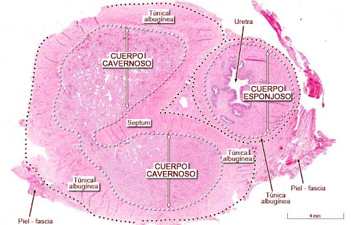 <p><strong>Uretra</strong></p>