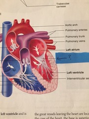 <p>Bicuspid valve</p>