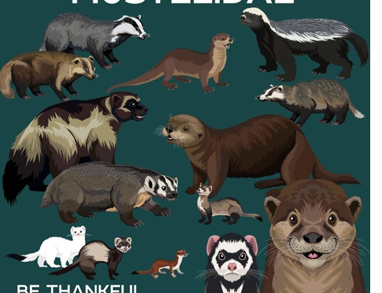 <p>What Family: do the Weasels, badgers,otters,martens,polecats,&amp; wolverines belong to?</p>