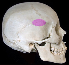 <p>identify the structure:</p>