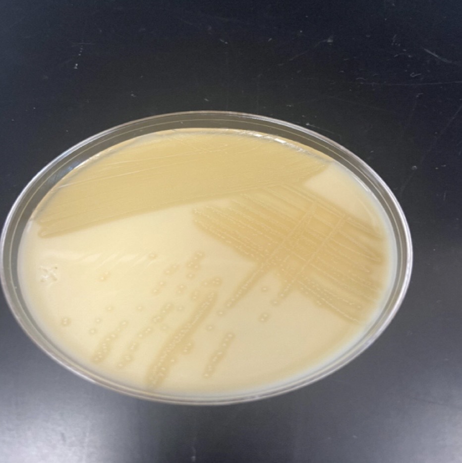 <p>Lactococcus lactis</p>