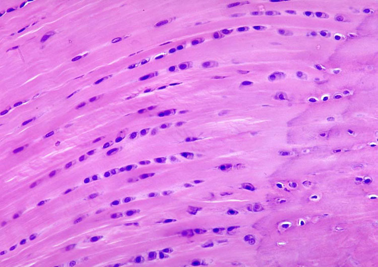 <p>Identifica el tejido</p>