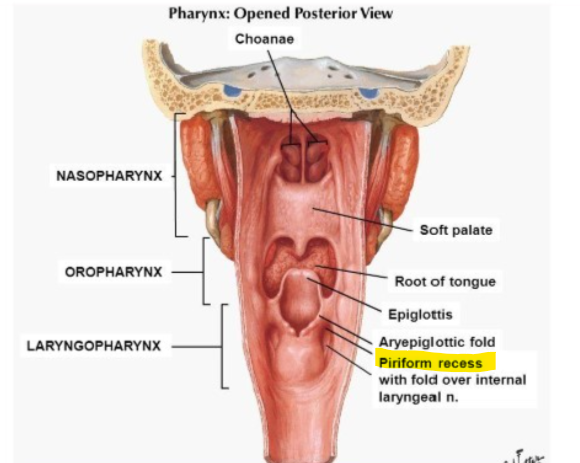 <p>-a recess on either side of the laryngeal inlet</p>