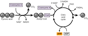 <p><span style="font-size: calc(var(--scale-factor)*40.37px);">Citric Acid Cycle</span><span><br>-</span><span style="font-size: calc(var(--scale-factor)*23.79px);">Output Per Glucose</span><span><br></span><span style="font-size: calc(var(--scale-factor)*23.79px);">• 6 NADH</span><span><br></span><span style="font-size: calc(var(--scale-factor)*23.79px);">• 2 FADH</span><span style="font-size: calc(var(--scale-factor)*15.87px);">2</span><span><br></span><span style="font-size: calc(var(--scale-factor)*23.79px);">• 4 CO</span><span style="font-size: calc(var(--scale-factor)*15.87px);">2</span><span><br></span><span style="font-size: calc(var(--scale-factor)*23.79px);">• 2 ATP</span></p>