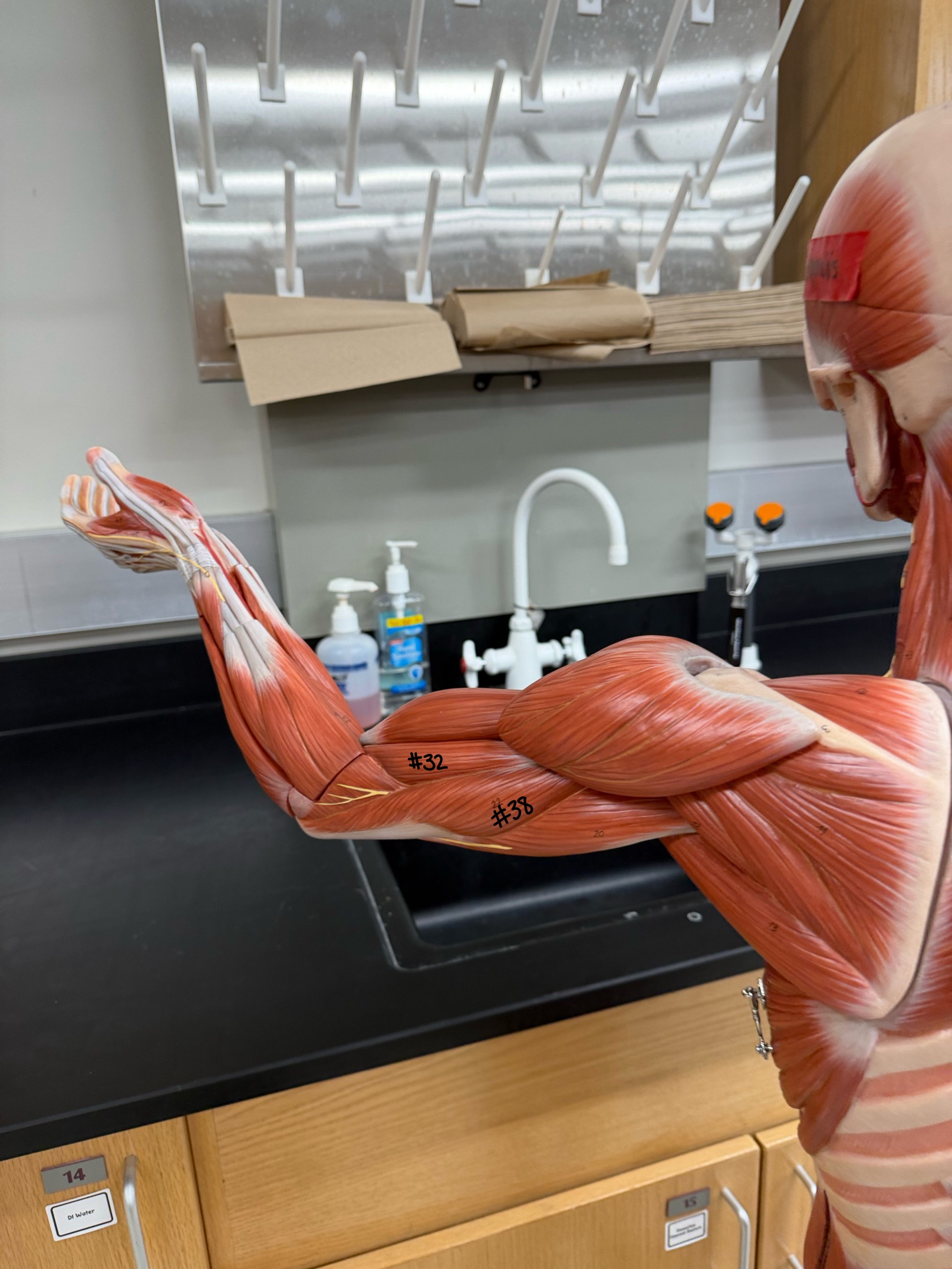 <p>What muscle is labeled #38</p>