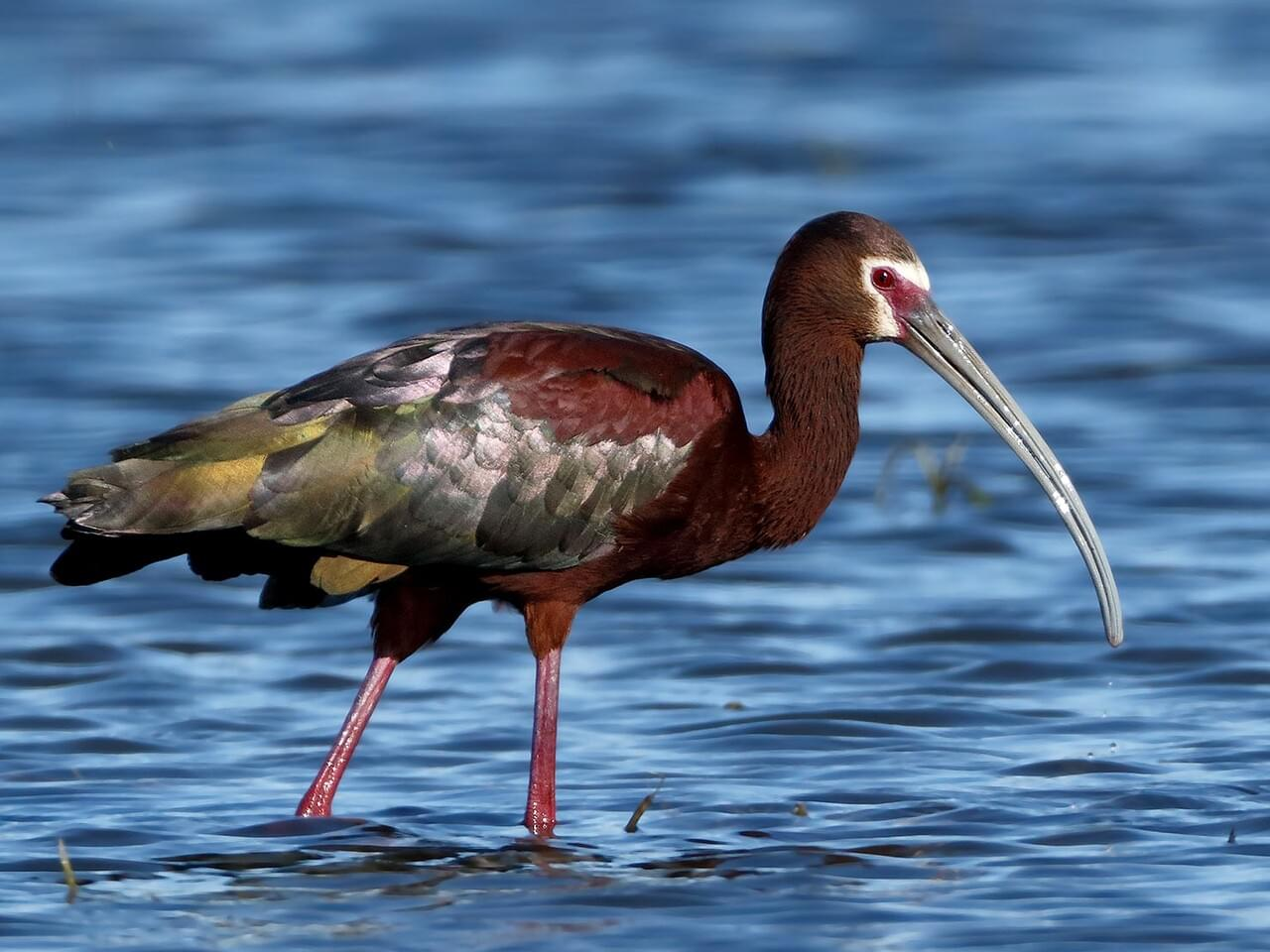 <p>White-faced ibis</p>