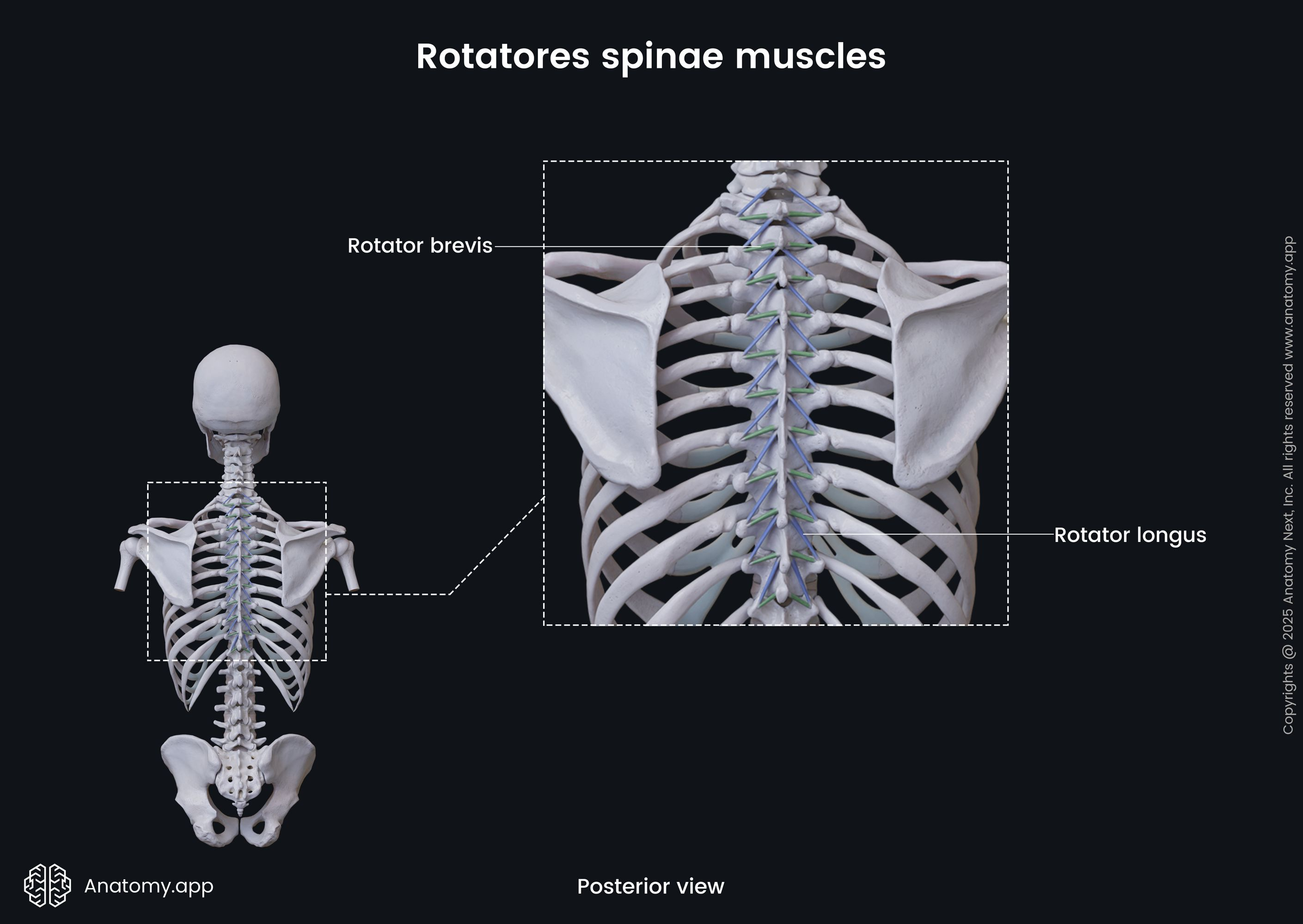 <ul><li><p>stabilizers, extensors, and rotators of the spine</p></li><li><p>a short set of muscles located laterally along the vertebral column part of the transversospinal group</p></li><li><p>rotatores thoracis are the most developed, colli and lumborum are often inconsistent</p></li><li><p>further divided into rotatores breves and longi based on fibre length</p></li></ul><p></p><p>origin → breves: transverse processes of vertebrae T2-T12</p><p>          → longi: transverse processes of throacic vertebrae</p><p>insertion → breves: laminae/spinous processes of vertebrae (1 level above origin)</p><p>               → longi: laminae/spinous processes of vertebrae (2 levels above origin)</p><p>action → bilateral contraction extends the thoracic spine; unilateral contraction rotates the thoracic spine (contralateral)</p><p>innervation → medial branches of posterior spinal nerves</p><p>blood supply → dorsal branches of posterior intercostal and lumbar arteries</p>