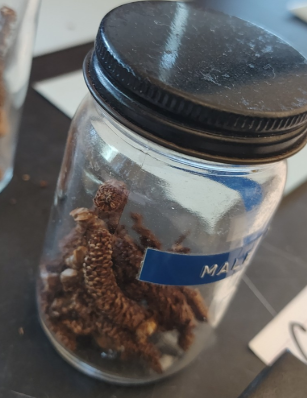 <p>Gymnosperms </p><ol><li><p>Name the phylum</p></li><li><p>male cone of female cone </p></li></ol><p></p>