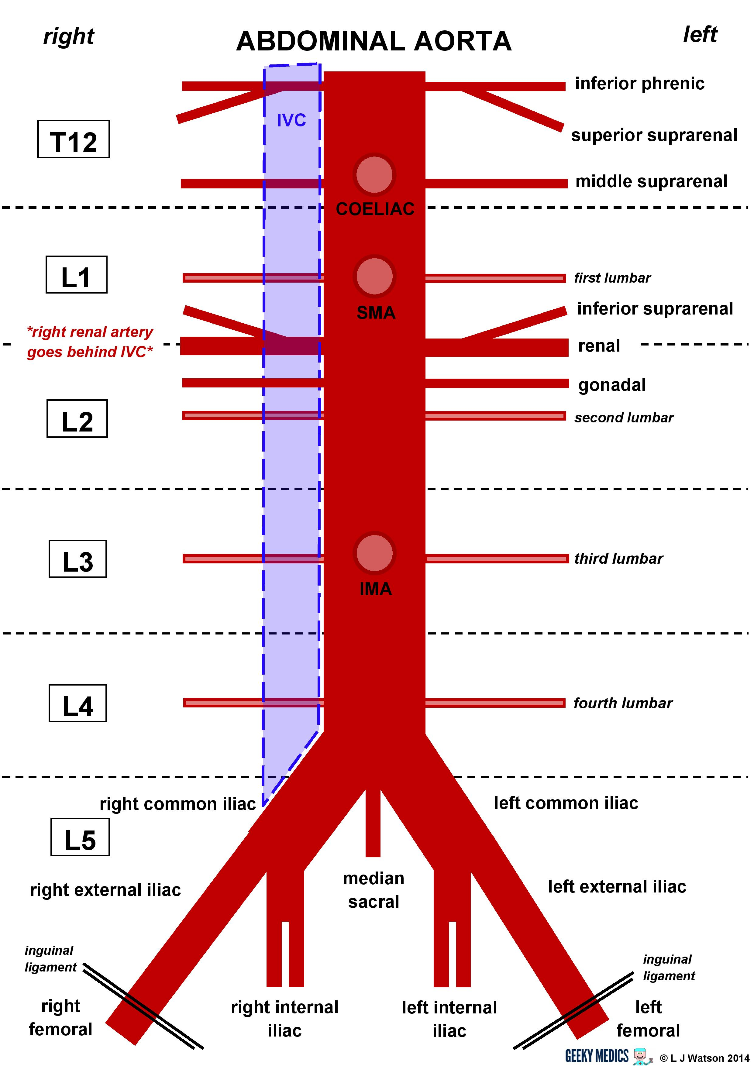<p>Answer: T12.</p><p>Extra Information:</p><ul><li><p>After passing through the diaphragm, it becomes the abdominal aorta.</p></li></ul><p></p>