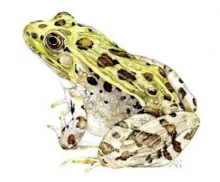 <p>What is a Vegas Valley Leopard Frog?</p>