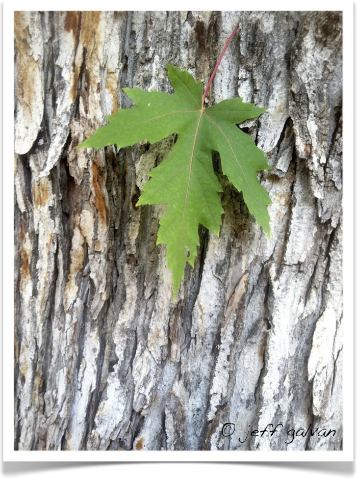 <p>Plant ID</p>