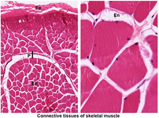 <p>Striated, many peripheral nuclei, geometric shape, large, arranged into fascicles</p>