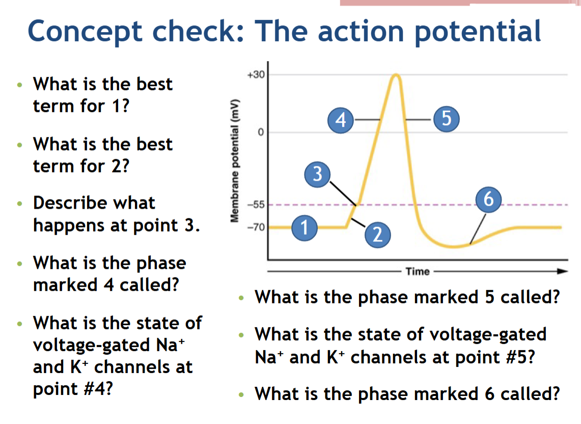 <p>The action potential!</p>