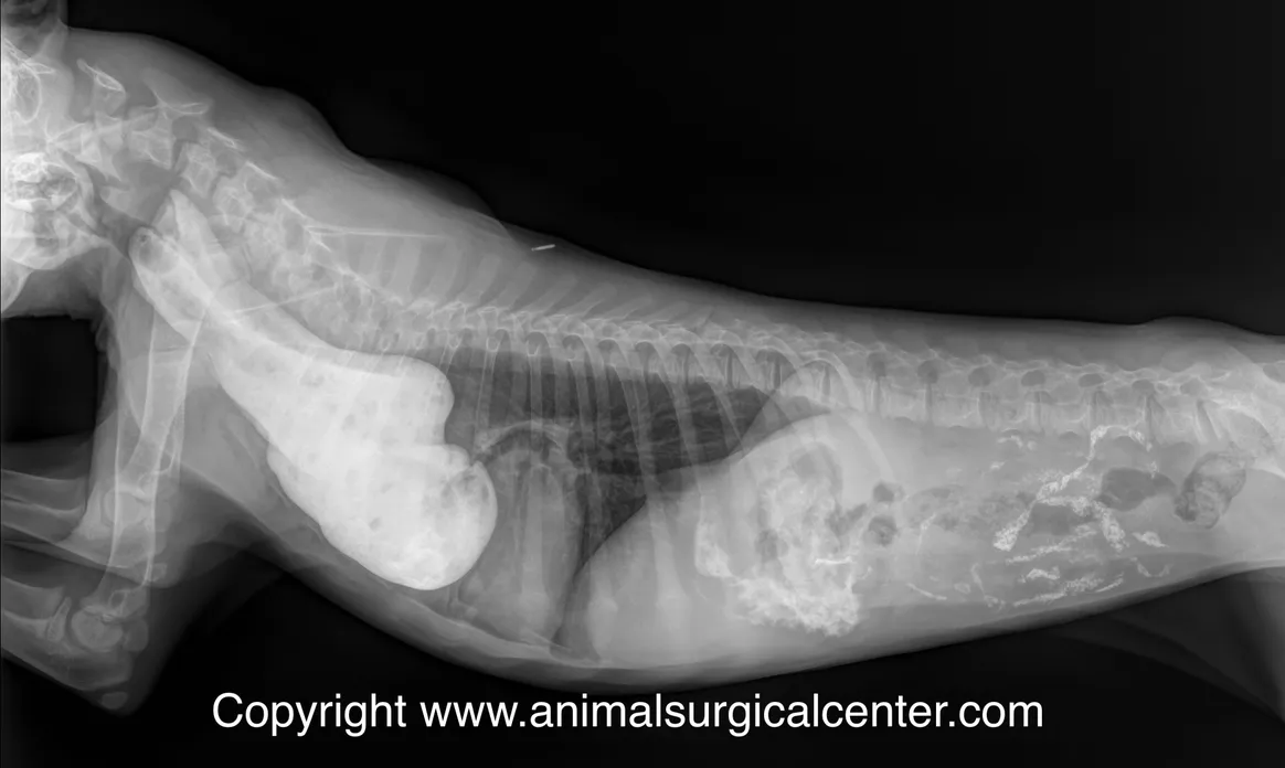 <p>German shepherds</p>