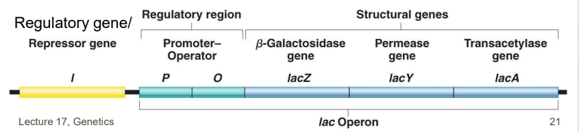 <p>The lac operon of E. coli is a negative inducible operon.</p><p>Inducer: allolactose</p><p>LacI: gene that encodes repressor protein</p><p>LacP: operon promoter (binds POL)</p><p>LacO: operon operator (binds repressor)</p><p>LacZ: Encodes b-galactosidase (converts lactose —> glucose and galactose)</p><p>LacY: Encodes permease (transports lactose across membrane)</p><p>LacA: Encodes transacetylase (function unknown)</p>