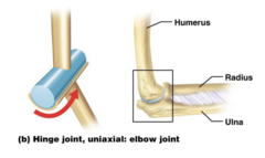 <p>Movements in one planeor a single direction</p><p>ex: joint between the humerus and ulna</p><p>Performs flexion & extension</p>