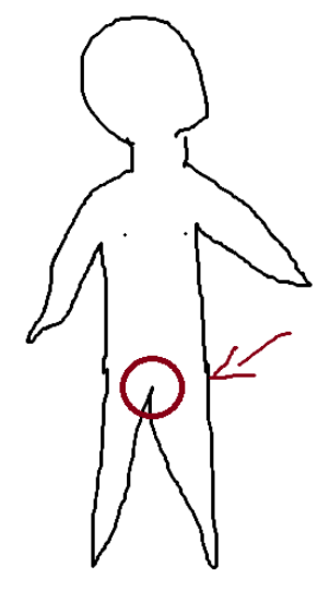 <p>Genital region</p>