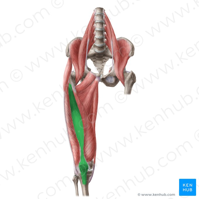 <p>Vastus Intermedius</p>