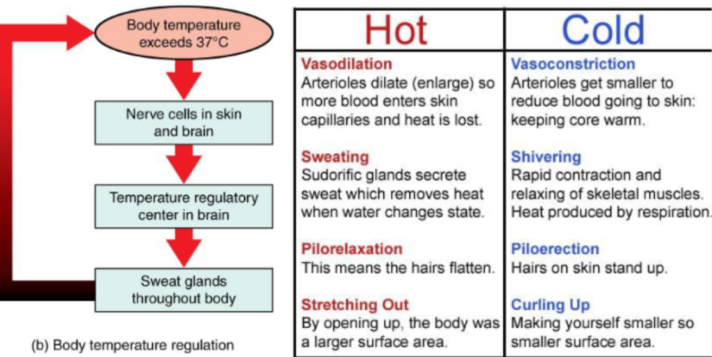 <p>Sensors in the skin and hypothalamus detect temperature. The hypothalamus triggers responses such as:</p><ul><li><p>When cold: Shivering, piloerection (hairs standing), vasoconstriction</p></li><li><p>When hot: Sweating, pilorelaxation (hairs lying flat), vasodilation</p></li></ul><p></p>