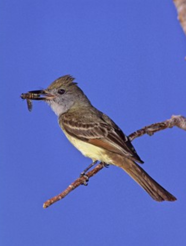 <p>Order: Passeriformes<br>Family: Tyrannidae</p>