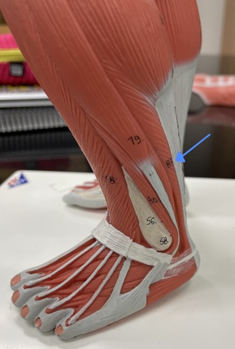 <p>soleus</p><p>origin:</p><p>insertion:</p><p>action:</p>