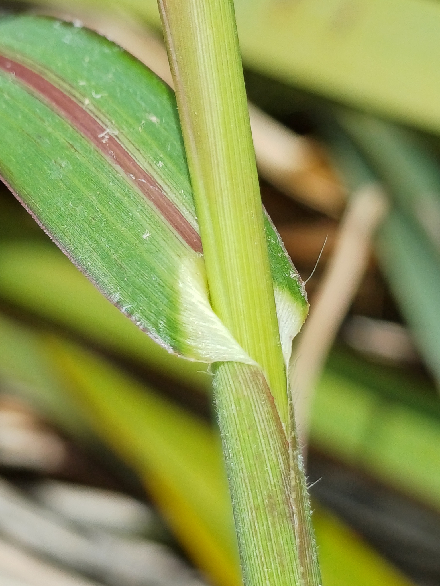 <p>barnyardgrass (Echinochloa crus-galli)</p>
