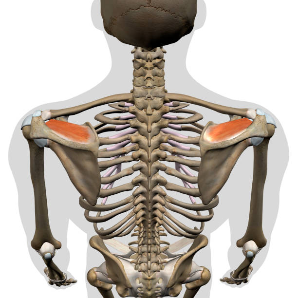 <p>Name the muscle!</p>