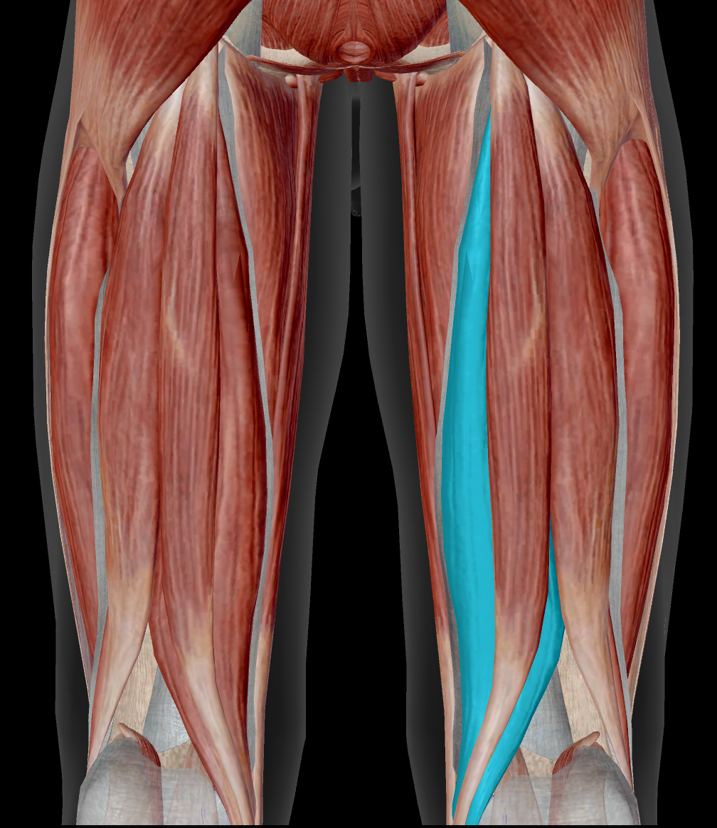 <p>Identify the name of the muscle that is highlighted blue in the image.</p>