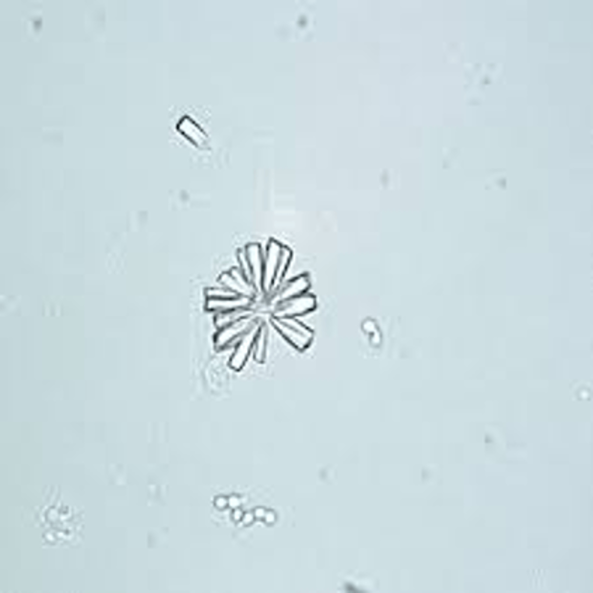 <p>pH >7.5</p>