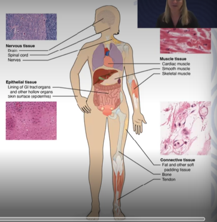 <p>excitable, responds to stimulation and contracting to provide movement, three major types: </p><ol><li><p>Skeletal (voluntary) muscle</p></li><li><p>Smooth muscle</p></li><li><p>Cardiac muscle (in the heart)</p></li></ol><p></p>