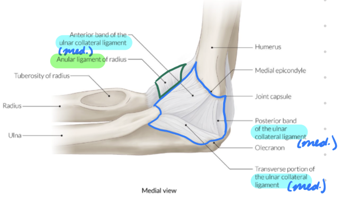 <p>Medial humerus → Ulna + annular ligament</p><p>(Medial ligament)</p>