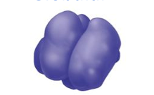 <ul><li><p>Compact</p></li><li><p>Spherical</p></li><li><p>Chemically active proteins crucial for biological processes</p></li></ul><p></p>