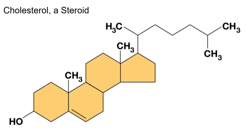 <p>Composed of 4 fused rings with different functional groups</p><ul><li><p>Important in terms of membrane fluidity</p></li></ul><p></p>