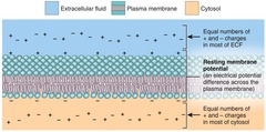 <p>The electrical potential difference across the neuronal membrane when the neuron is not actively transmitting signals.</p>