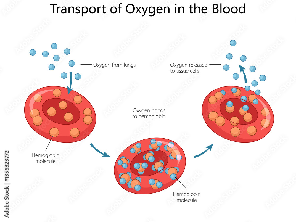 <p><span style="color: rgb(0, 0, 0);">THE PROCESS OF OXYGENATING BLOOD </span></p>